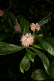 Clethra alnifolia 'Ruby Spice' RCP08-09 1.jpg